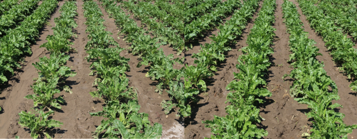 Sugarbeet field trial