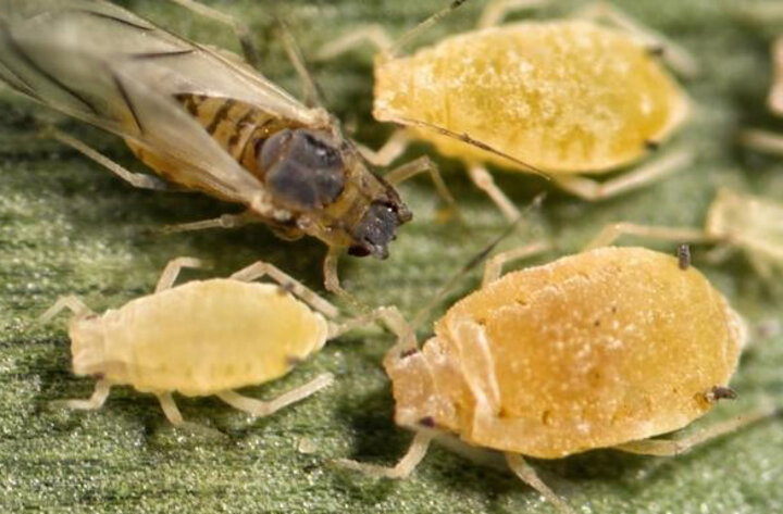 Sugarcane aphid