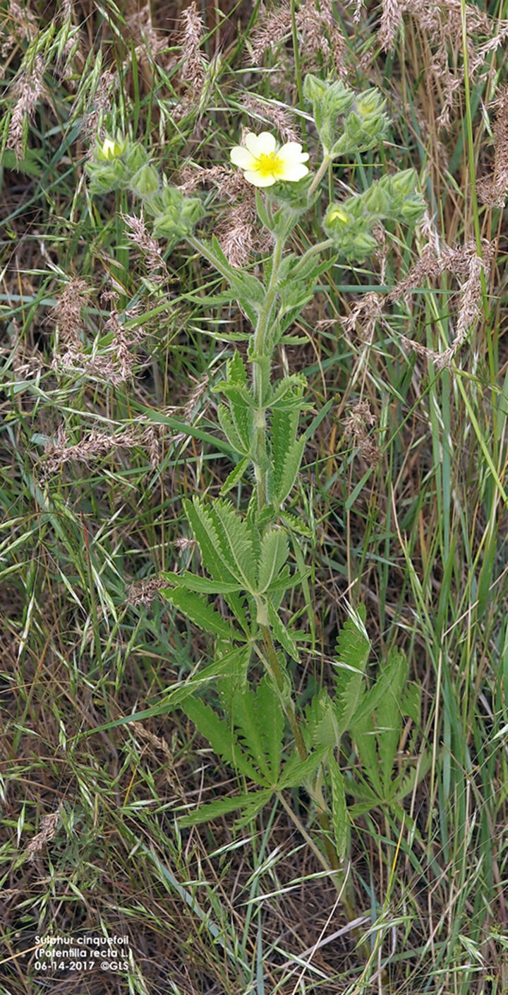 sulphur cinquefoil