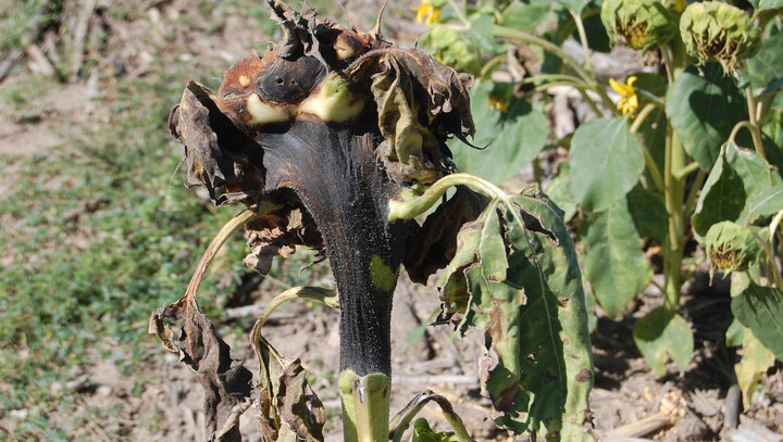 sunflower with bacterial head rot