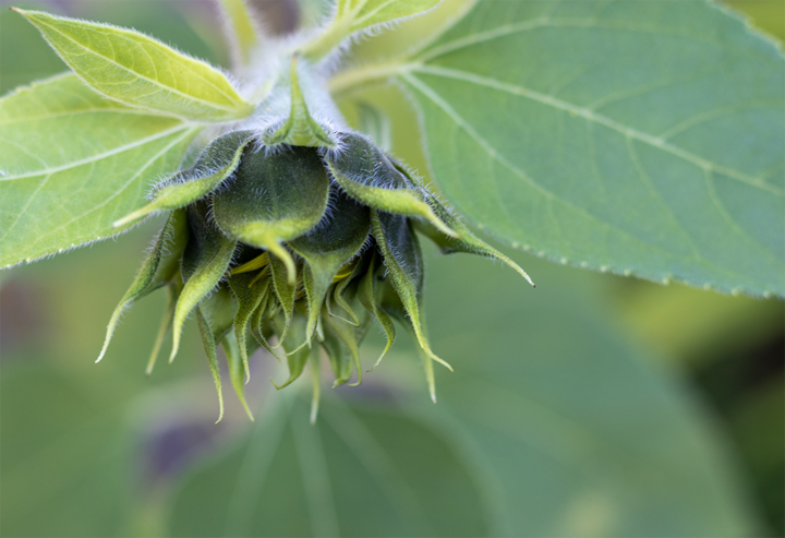 sunflower plant with early bud