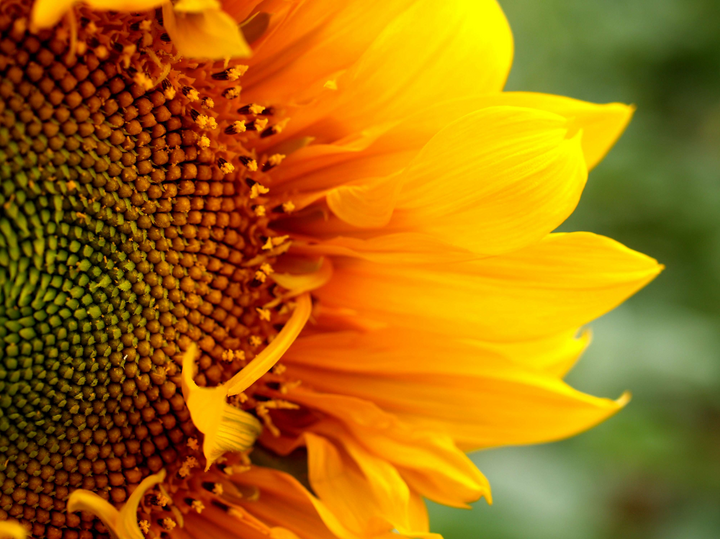 closeup of sunflower