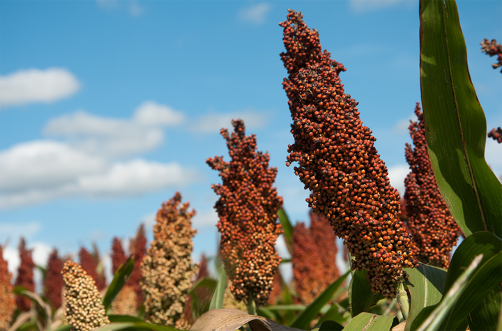 sweet sorghum field closeup