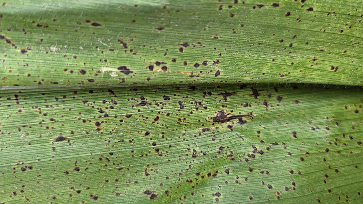 tar spot on corn leaf