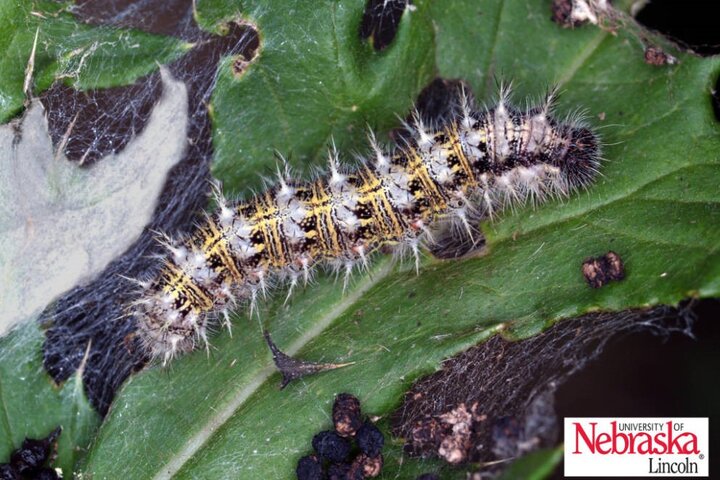 Painted lady butterfly caterpillar (thistle caterpillar)