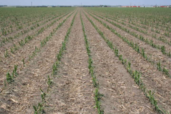 Hailed corn field