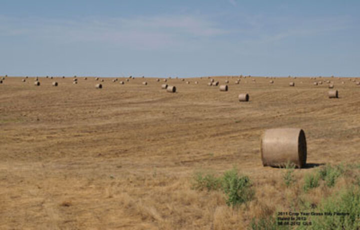 Baled hay ner Sidney