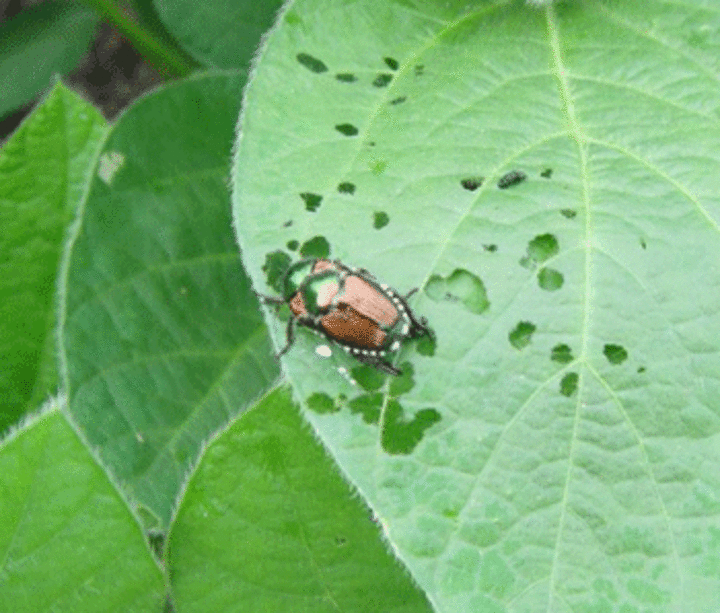 Japanese beetle