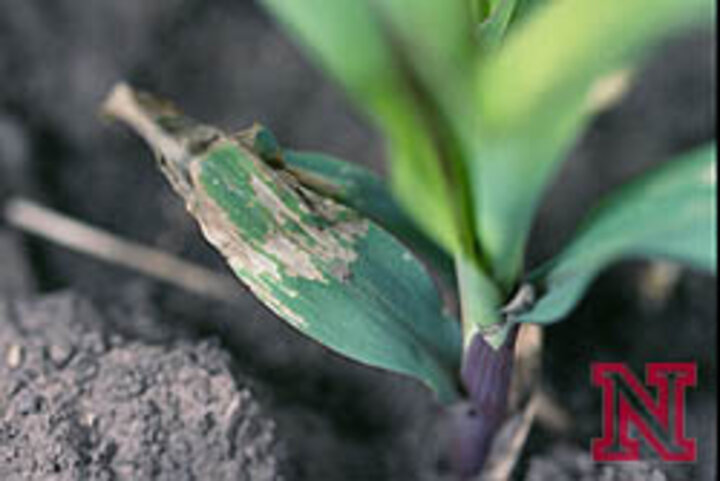 Corn flea beetle damage