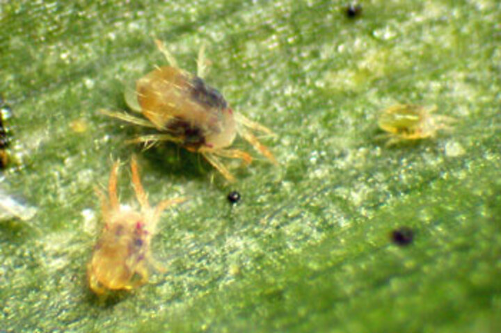 Twospotted spider mites