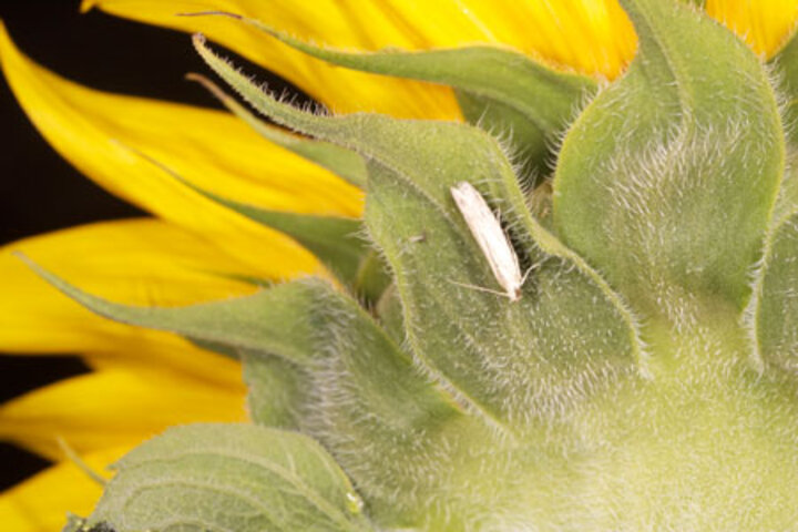 Sunflower head moth