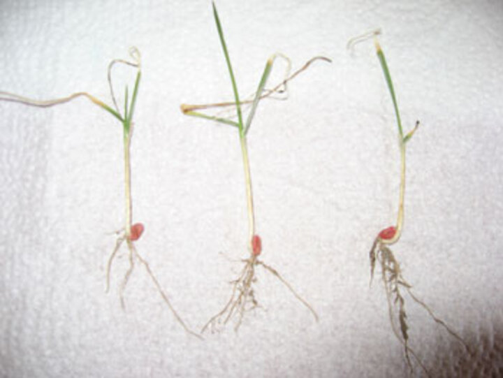 Winter wheat plants, Lincoln County, NE, March 2013