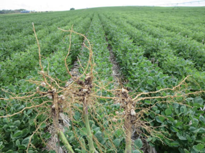 Well nodulated soybean roots