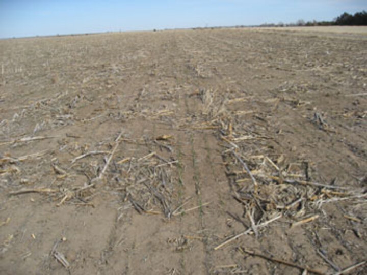 Winter wheat in Lincoln County, March 2013