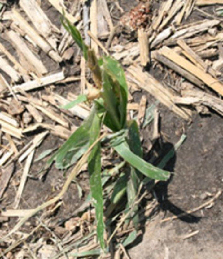 Hailed corn plant