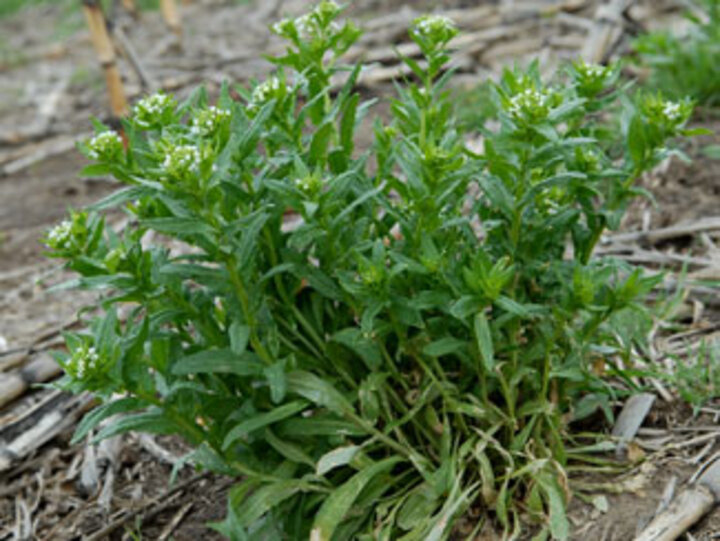 Field pennycress seedlings