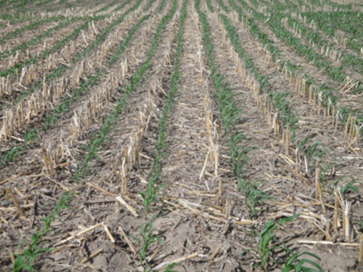 No-till corn in corn residue