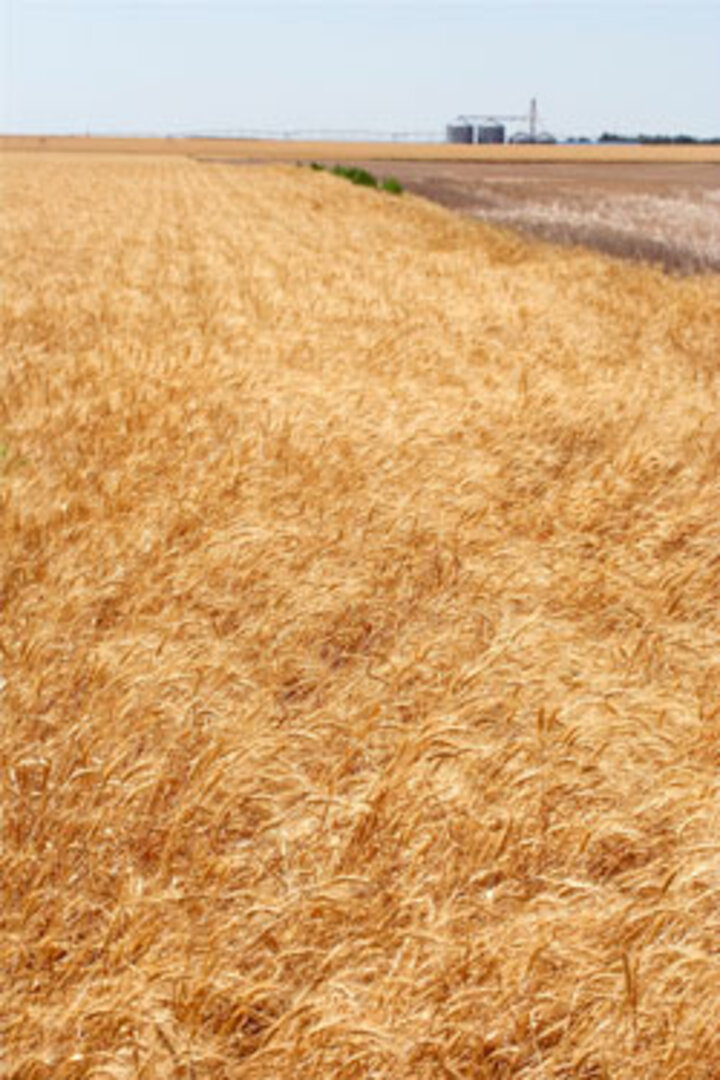 Lodged wheat due to wheat stem sawfly