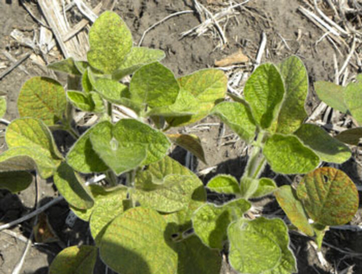 Spider mite damage in soybean