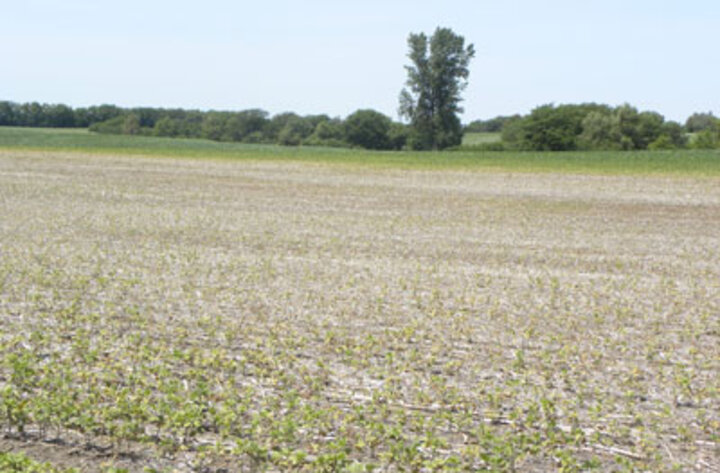 Severe spider mite damage in field