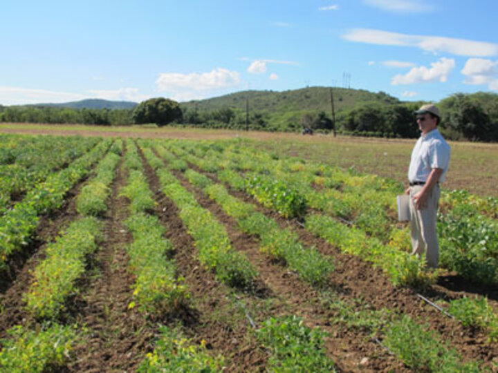 Carlos Urrea in a dry bean research field