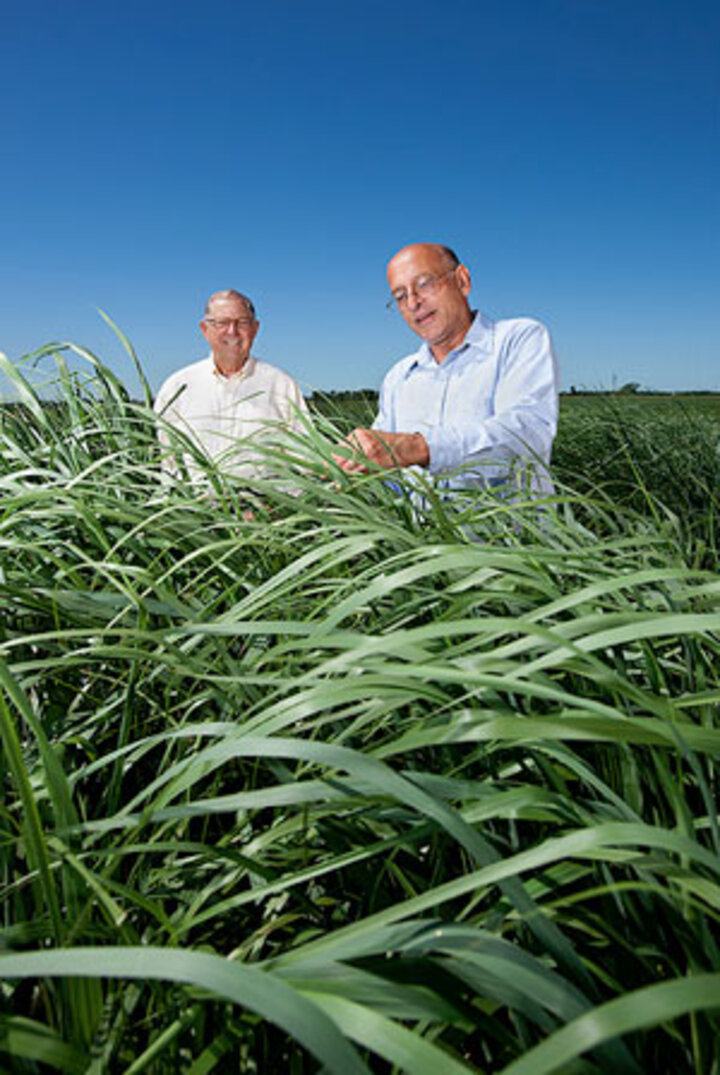 Ken Vogel in switchgrass