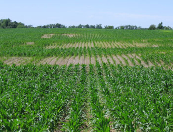 Patchy nematode damage in corn