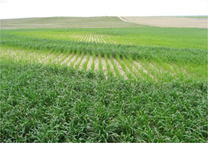 Photo - Wheat stubble