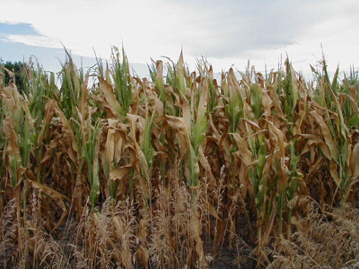 Drought-stressed corn