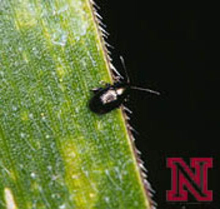 Corn flea beetle