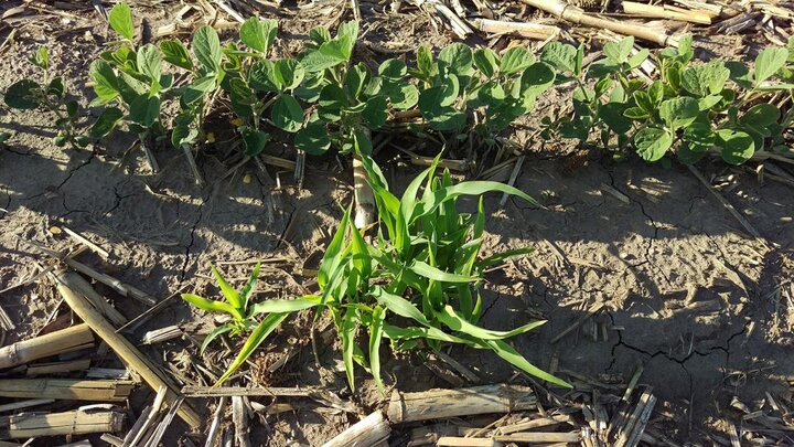 Volunteer corn in soybean