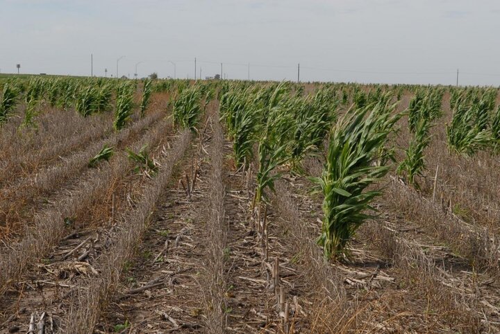 Blyphosate-resistant volunteer corn in glyphosate-resistant soybean field