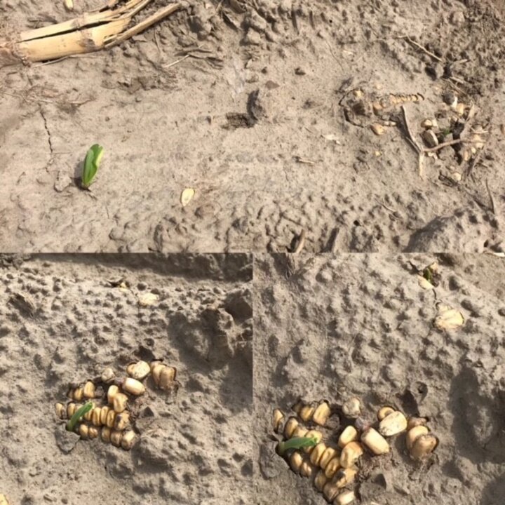 Volunteer corn seedling