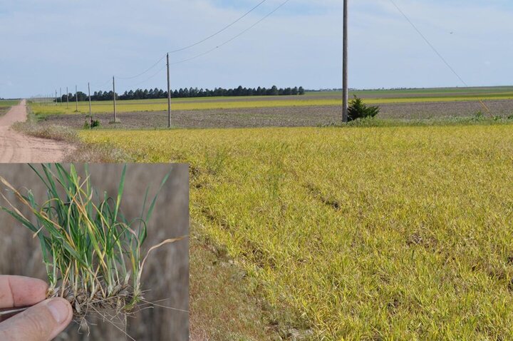 A Nebraska wheat field showing yellowed plants symptomatic of a severe virus infection. Inset photo shows a hand holding a small wheat clump with stunted, discolored leaves.
