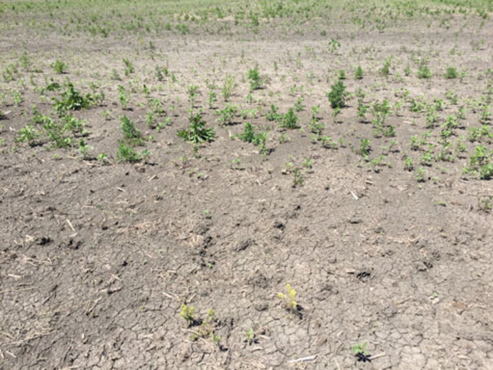  washed out corn field