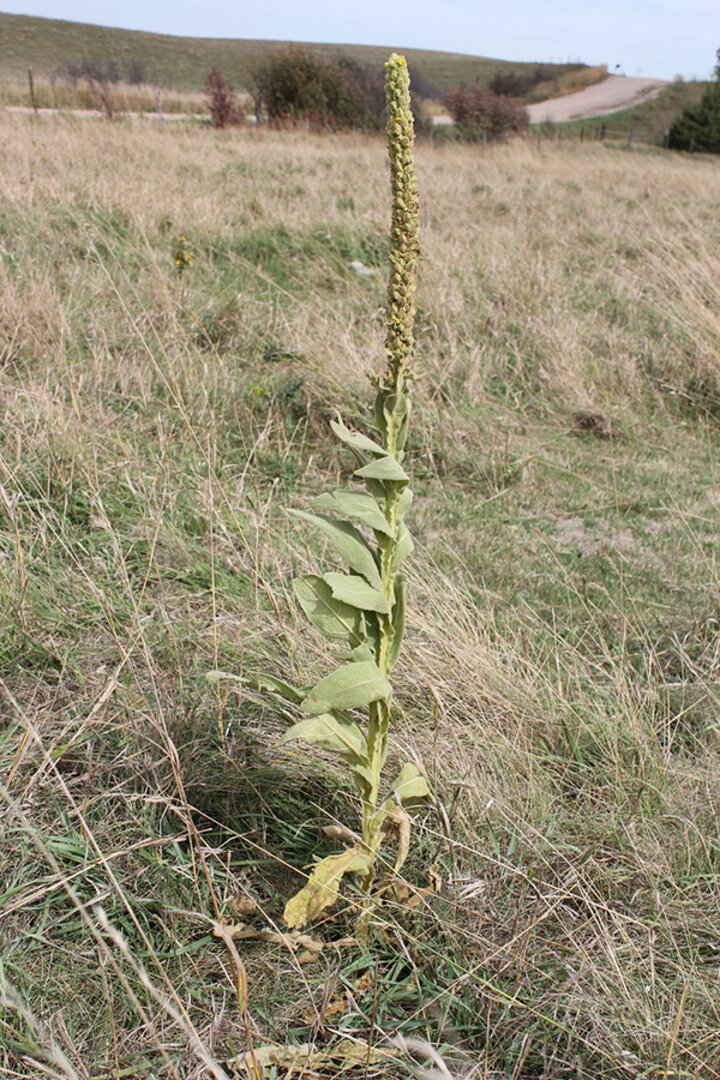 Common mullein