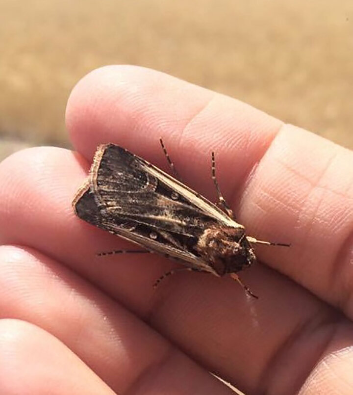 Western bean cutworm adult