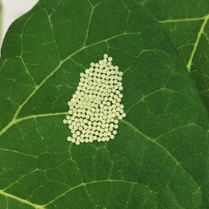 western bean cutworm eggs