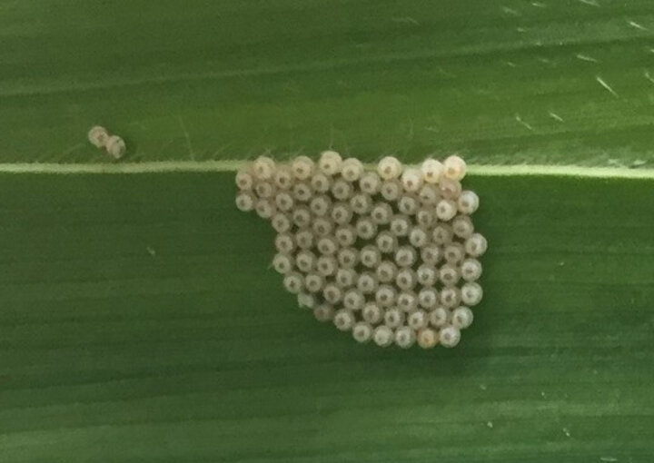 Western bean cutworm egg mass