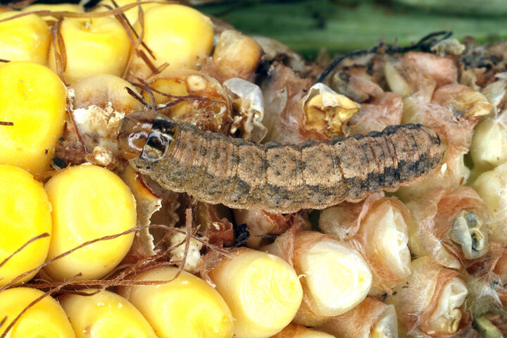 western bean cutworm larva on corn