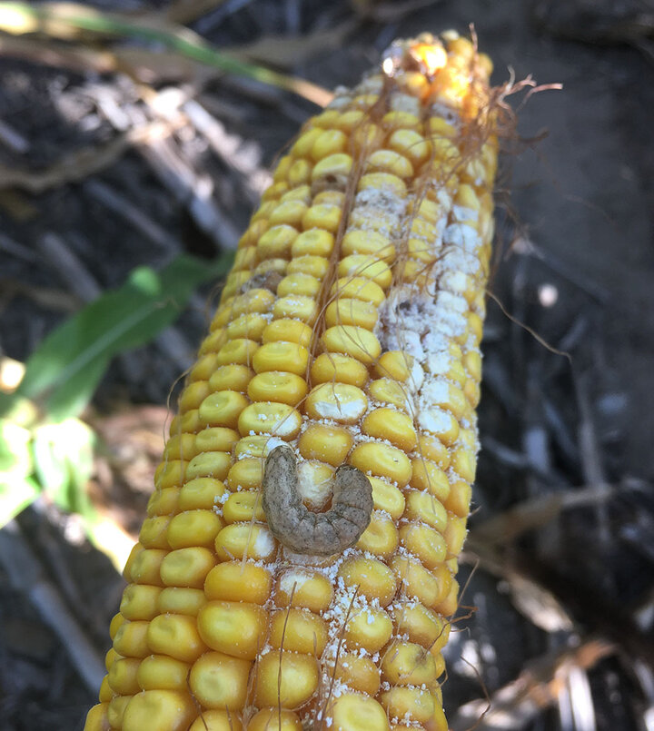 Western bean ctuwrom larvae on corn ear with fungi