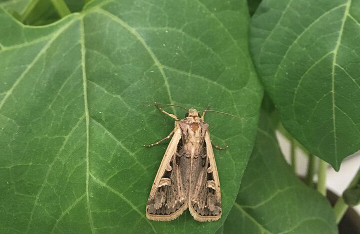 western bean cutworm moth on plant leaf