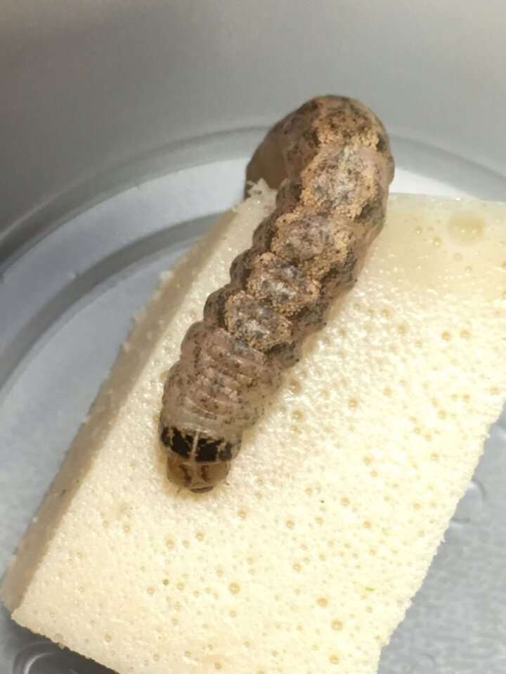 Western bean cutworm