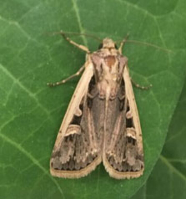 Western bean cutworm moth