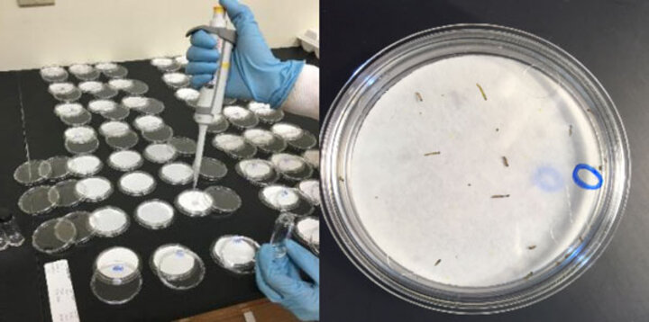 Applying bifenthrin to petri dishes