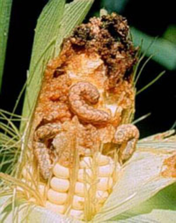 western bean cutworm