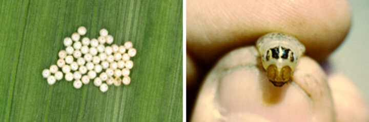 western bean cutworm