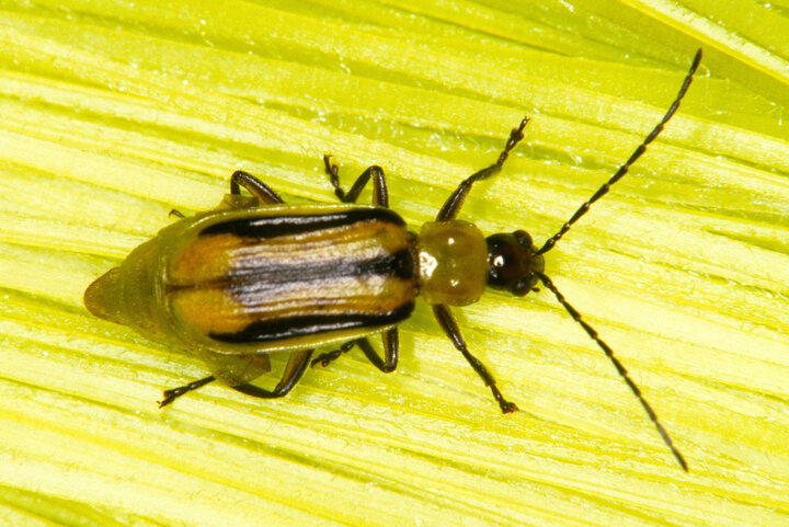 western corn rootworm beetle