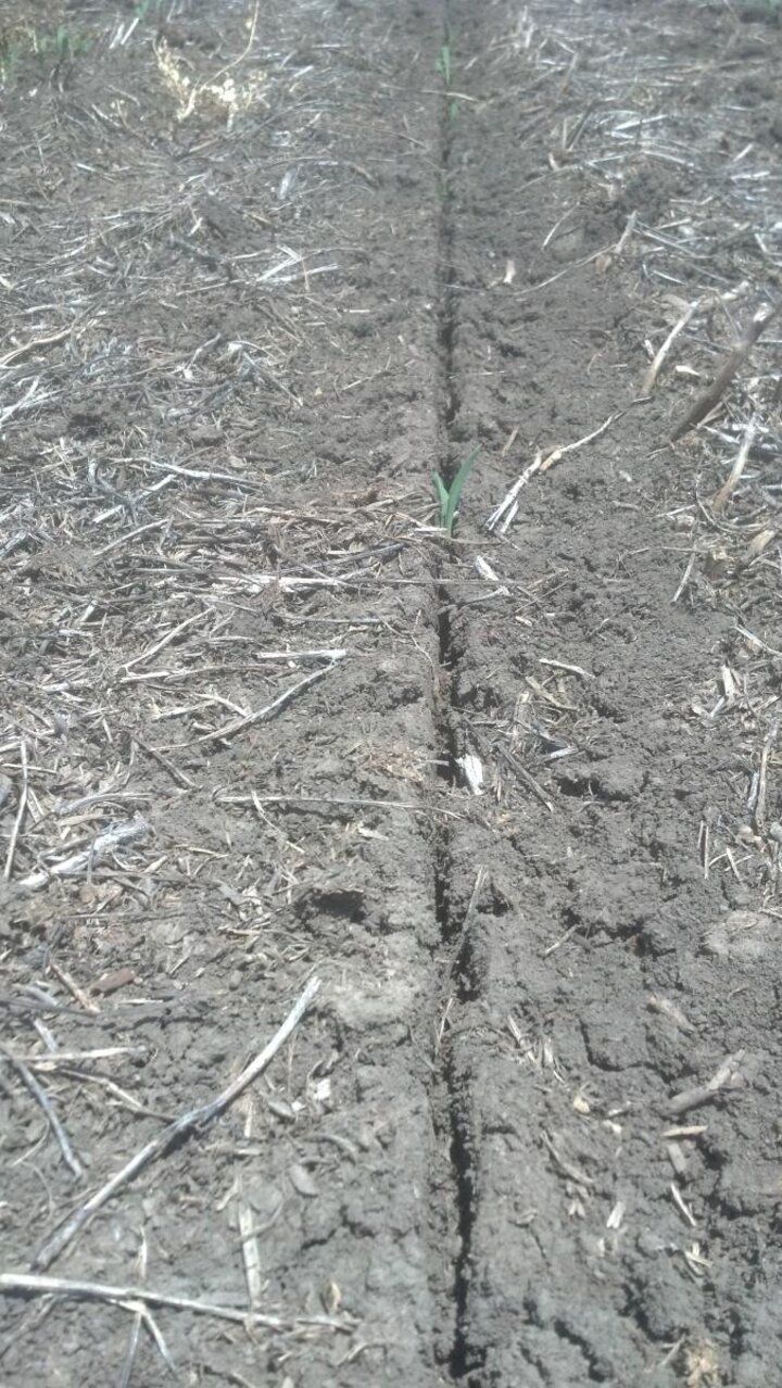 Angled closing wheel don't properly close the seed-vee when planting too shallow.