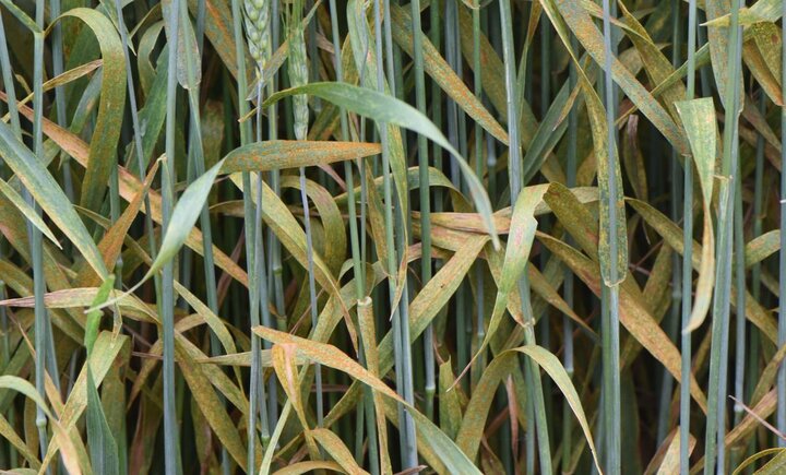 Severe leaf rust in wheat